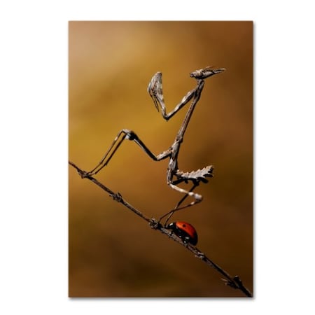 Trademark Fine Art Fabien Bravin 'The Fable Of The Ladybug And The Empusa' Canvas Art, 22x32 1X01823-C2232GG